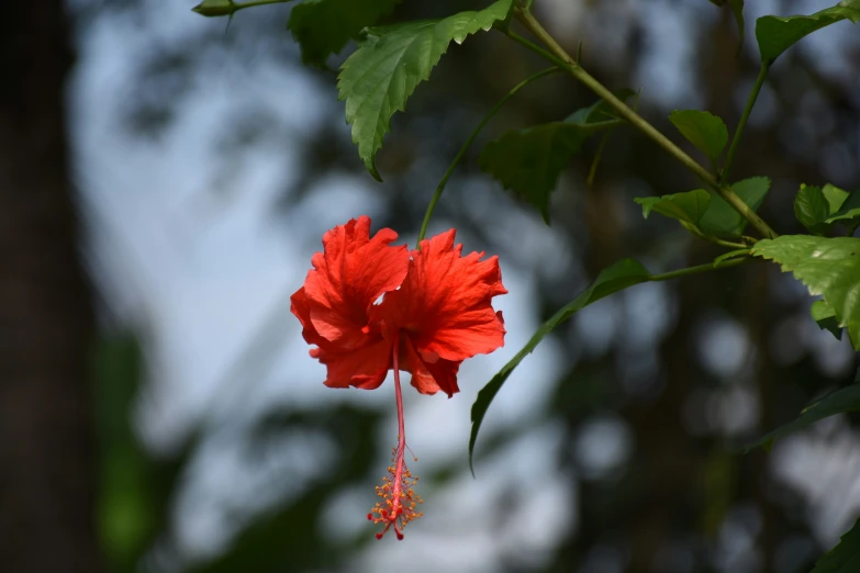 a bright red flower blooming up on a nch