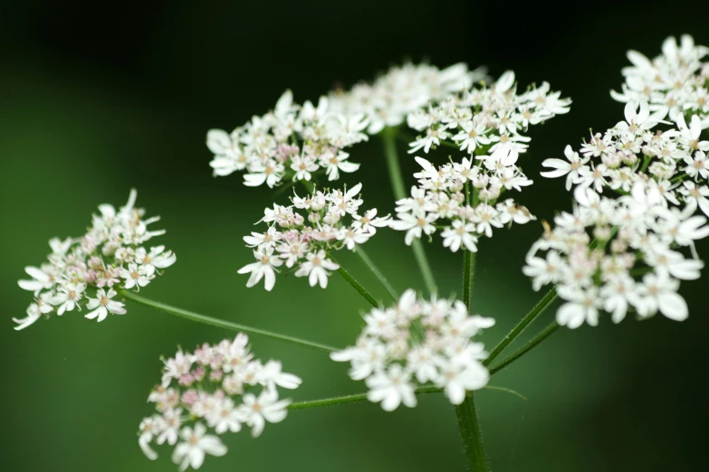 a bunch of white flowers in a field