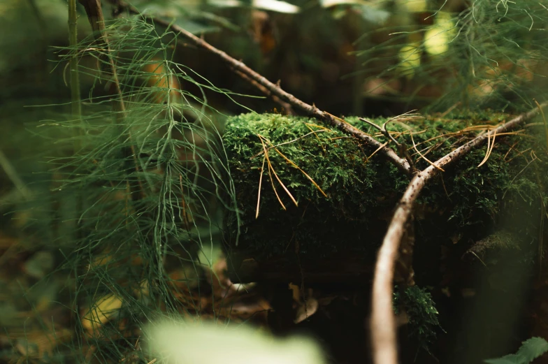 a close up s of moss and nches