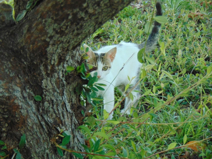 white cat in the grass next to a tree