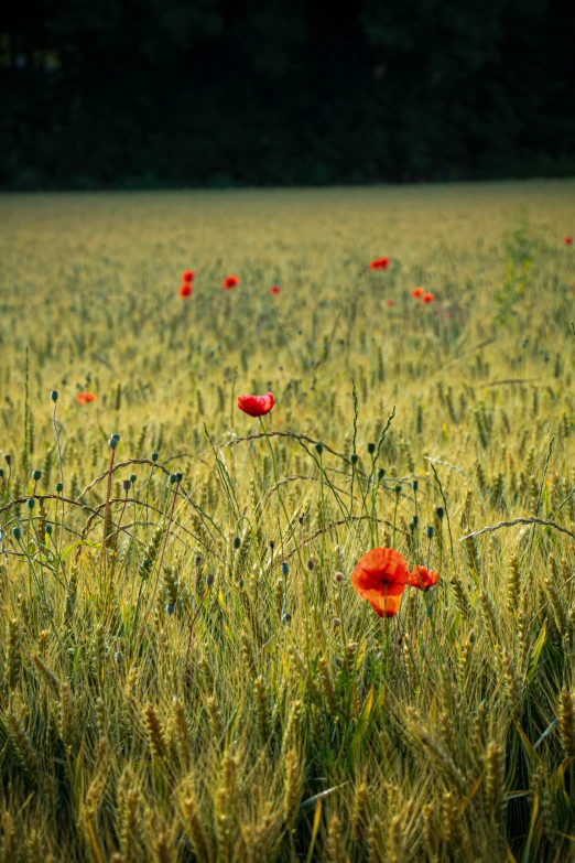 red flowers on a field of green grass