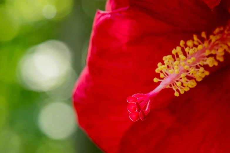 a very big pretty flower that is outside