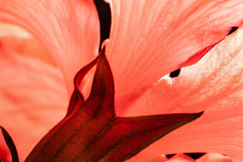 a pink flower that is blooming very close up