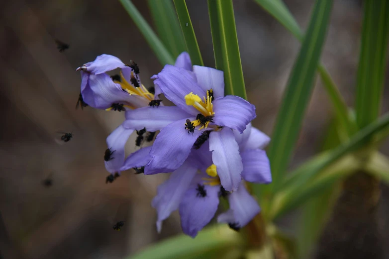 there are several bees flying around the purple flowers