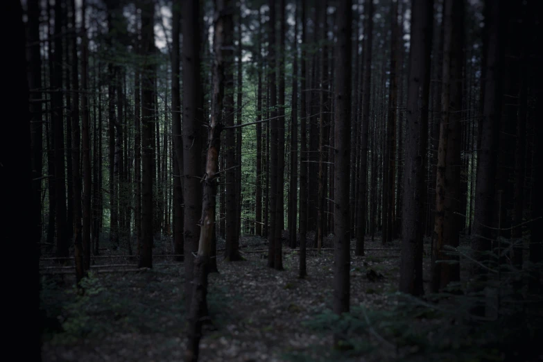 a dark woods filled with lots of tall trees