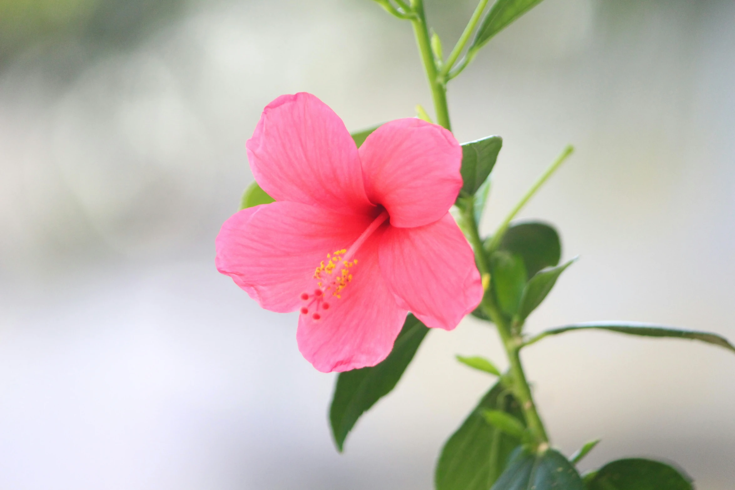 the bright pink flower is blooming out of the plant