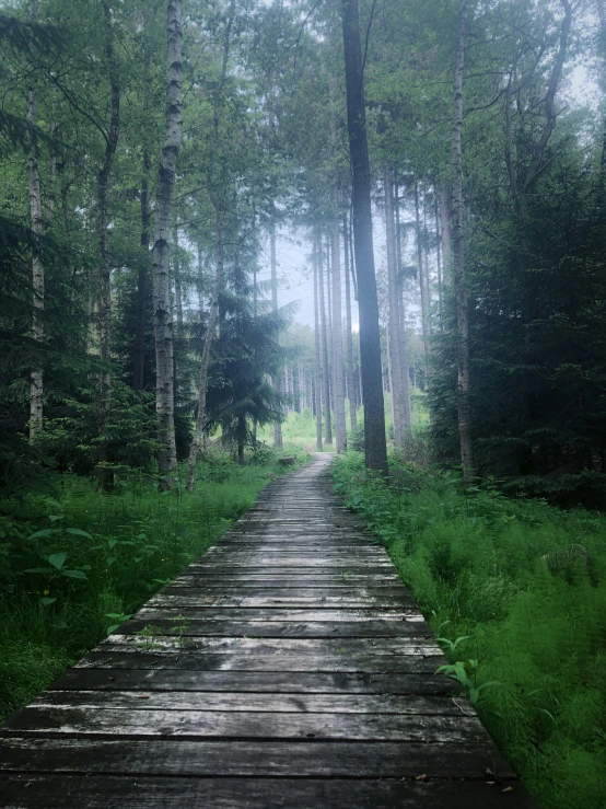 a pathway that is made to go in the woods