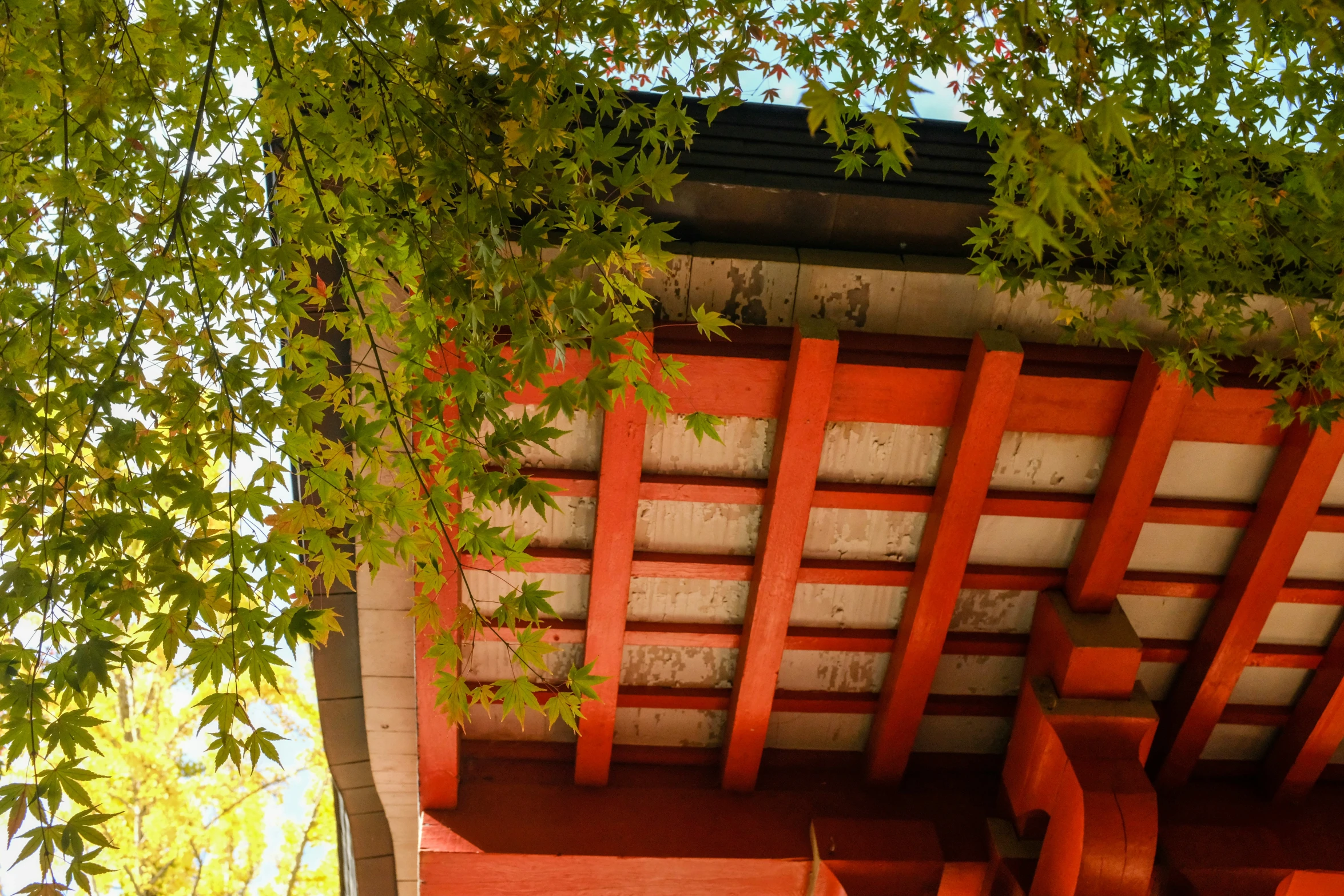 the red bench is underneath a leafy tree