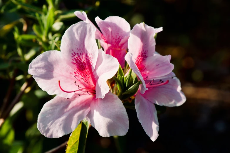 two large pink flowers on a green stalk