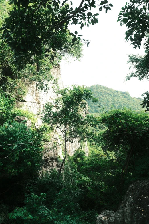 green shrubs and trees surround a rock wall