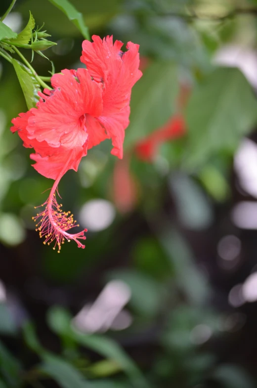 close up view of a red flower in the middle of a garden