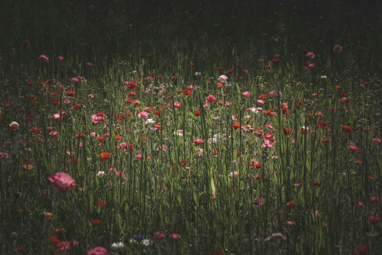 flowers are in the dark among tall grass