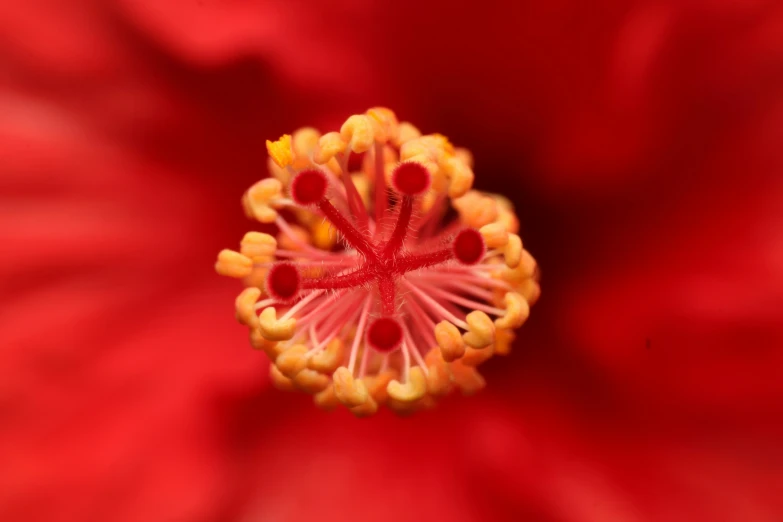 a red and yellow flower inside a large flower