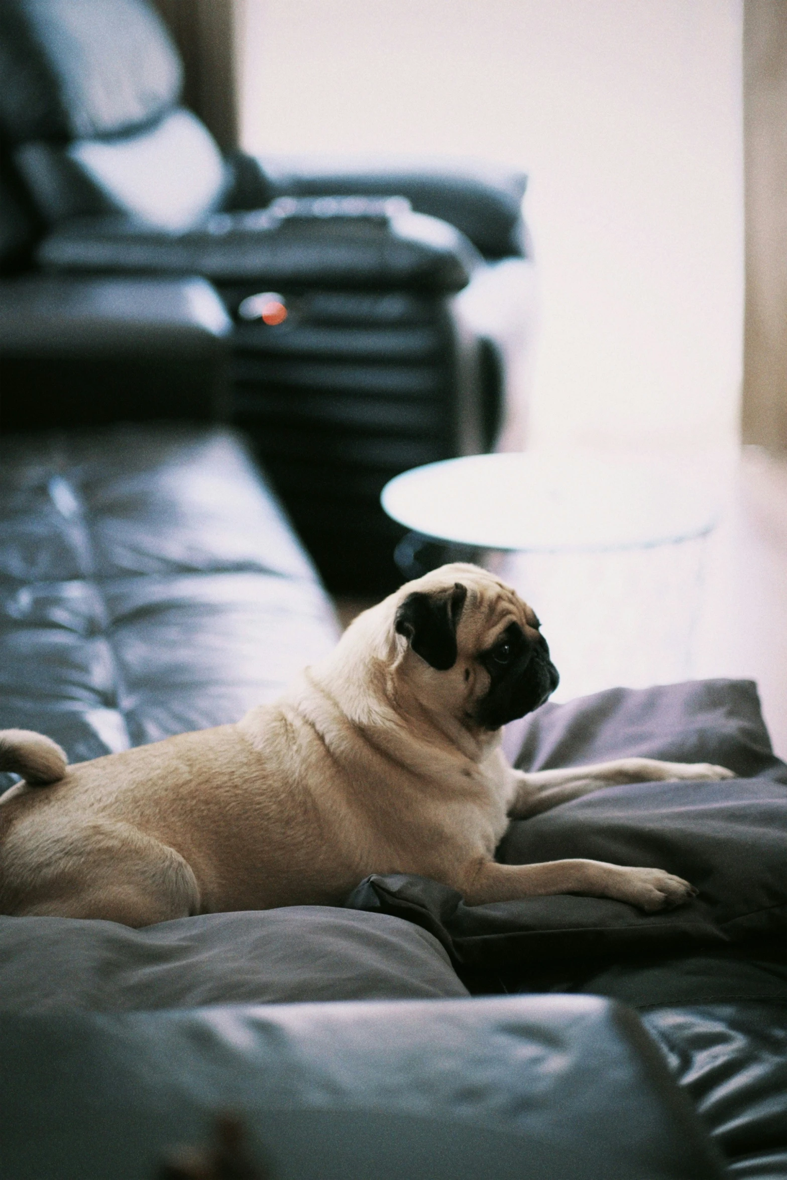 a dog sitting on top of a couch