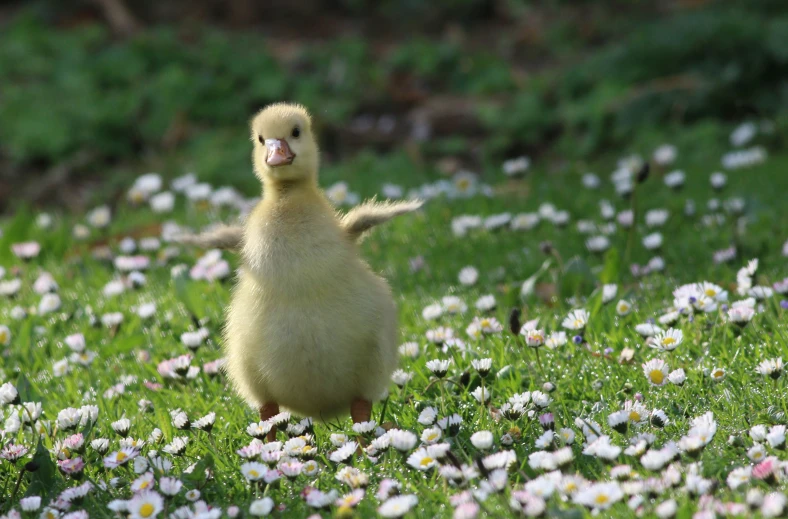 a duck stands in the middle of flowers