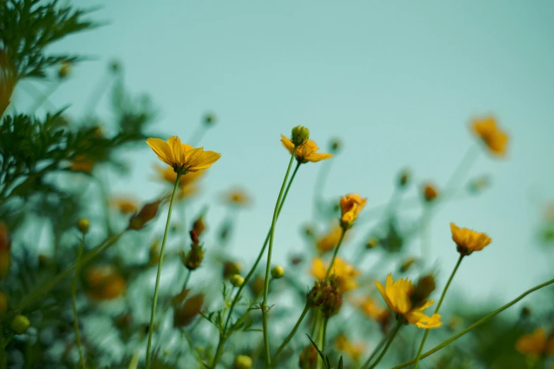 a field of yellow flowers against a blue sky