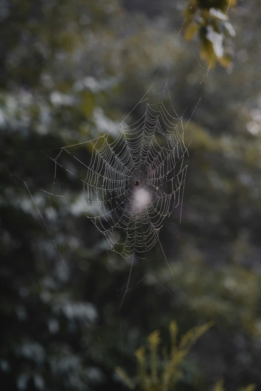 a spider web hanging off the side of a tree