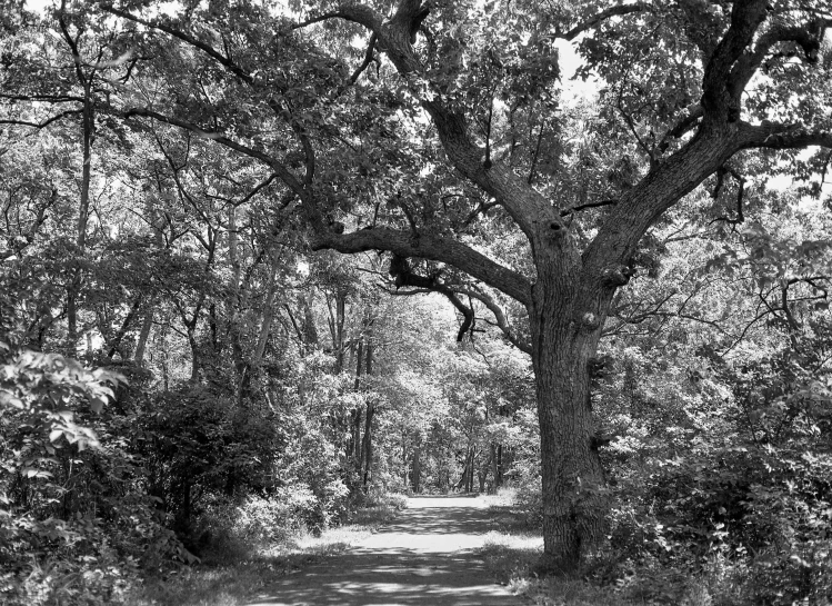 a black and white po of a leafy pathway