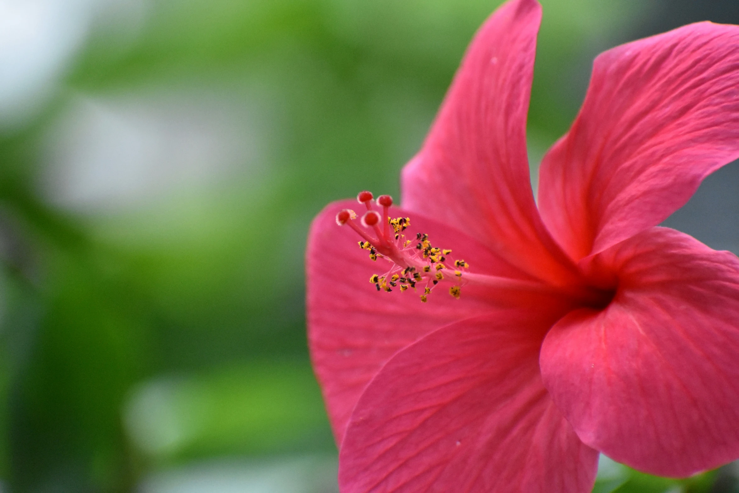 a red flower that is in the middle of the frame