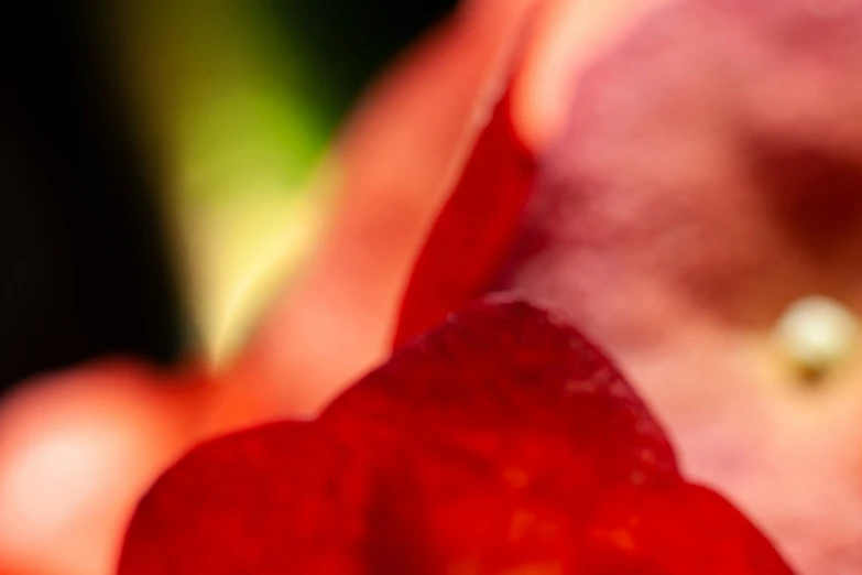 a bright red flower with white details on it