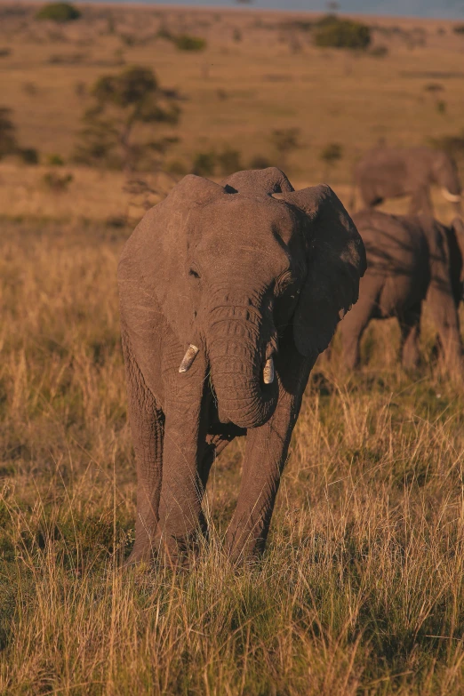 there are elephants that are walking through a field