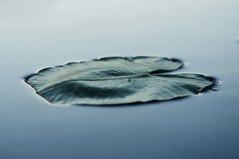 a small leaf has been placed on a table