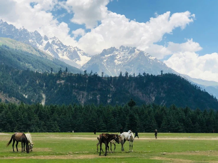 some animals standing in the middle of a field