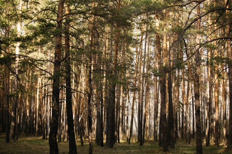 a wooded area with many trees and plants