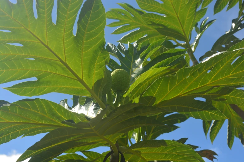 a large leafy tree with green leaves and light coming out from the center