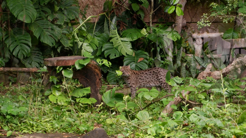 an adult jaguar walking on top of lush green forest