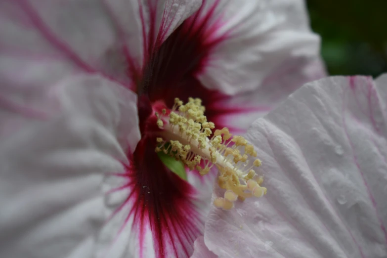 the middle of a pink and white flower with yellow stamen