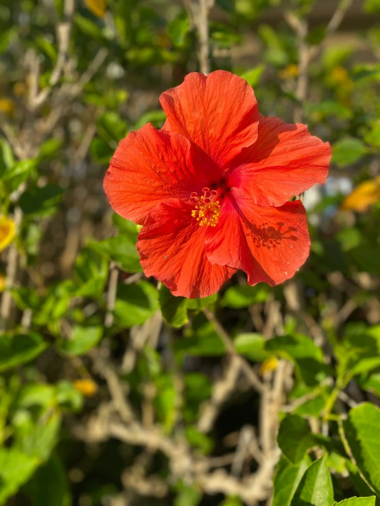 a red flower growing next to a bunch of green leaves