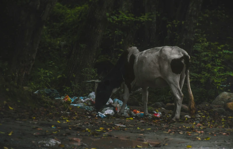 an animal with horns and two heads near the woods