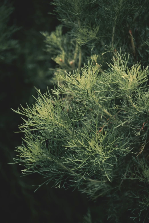 an image of a pine tree with green needles