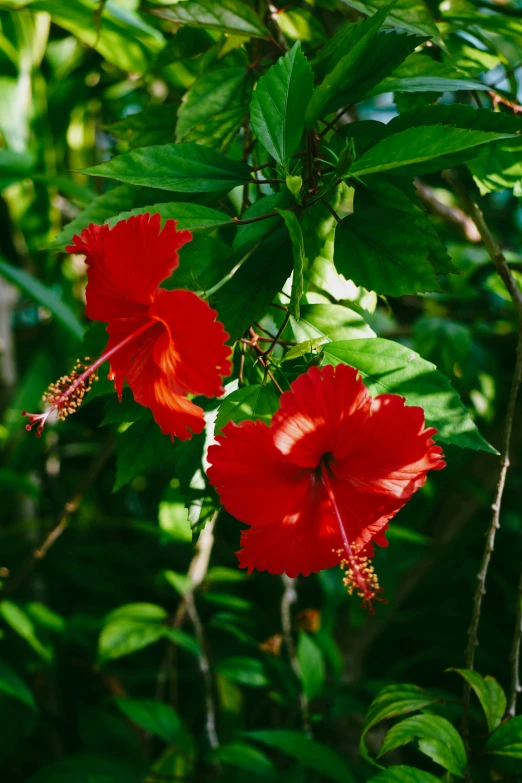 two red flowers blooming on green leaves