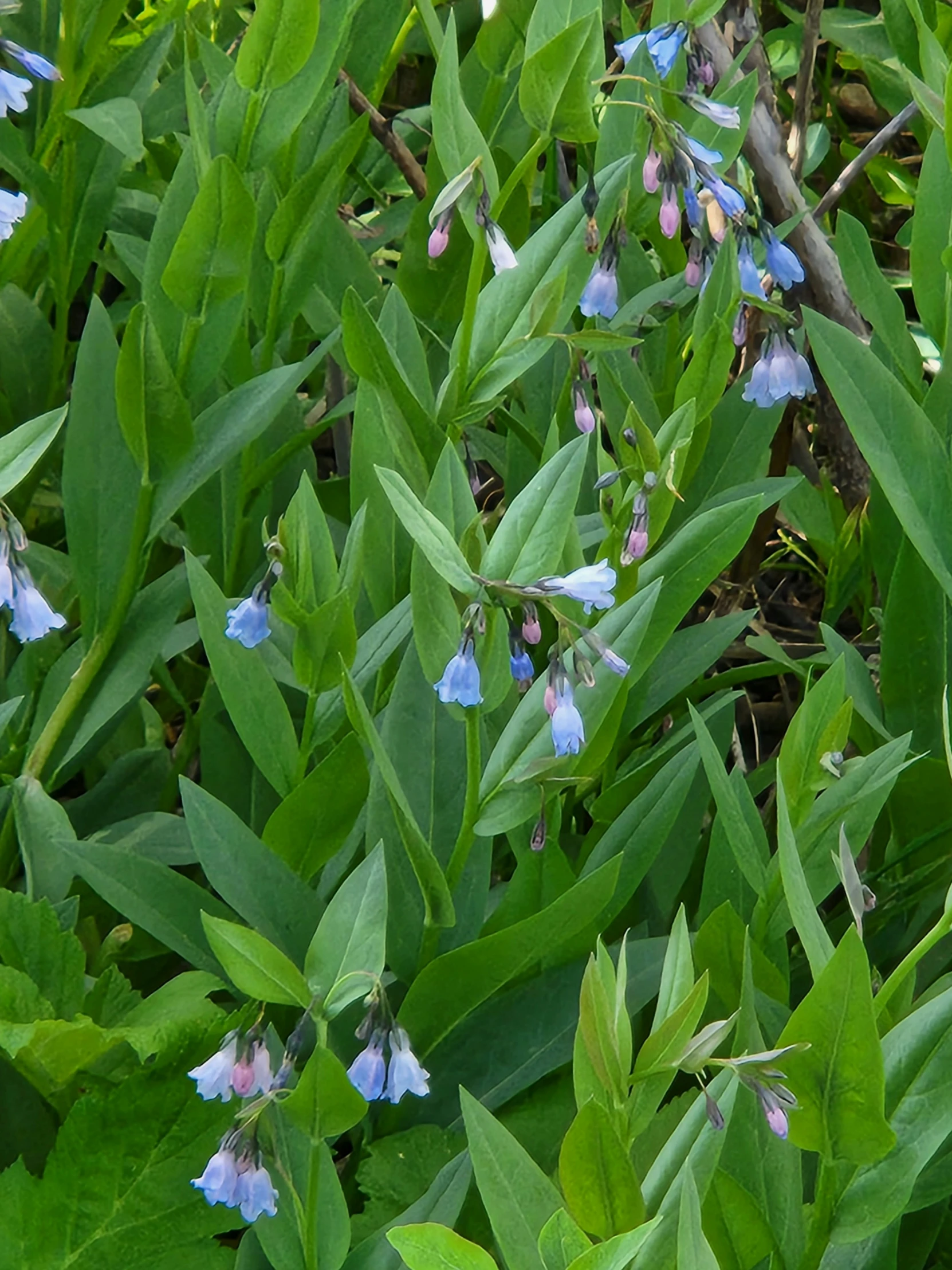 small blue flowers and some green grass