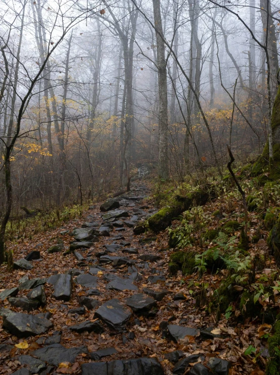 a very wide stone path leads to a hill covered in leaves