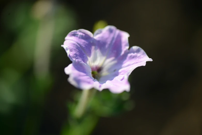 a flower with purple petals is in the sunlight