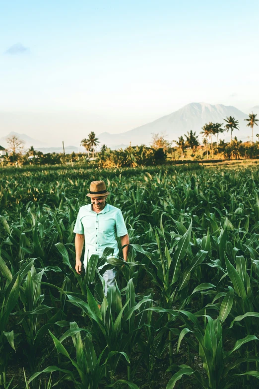 a person in a field with palm trees