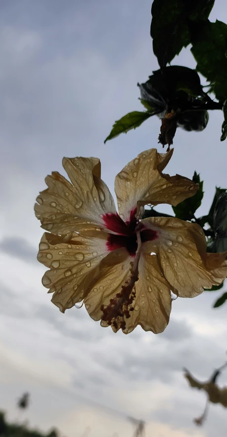 a flower that is yellow with red centers