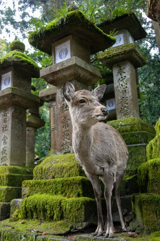 a fawn stands in mossy stonework near several stone structures