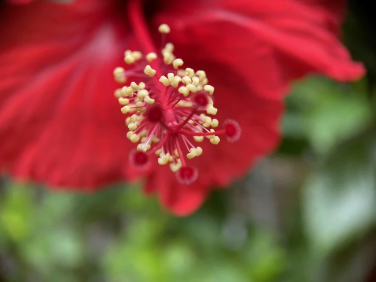 the middle part of a large, bright red flower