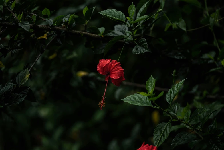 a red flower in front of a green background