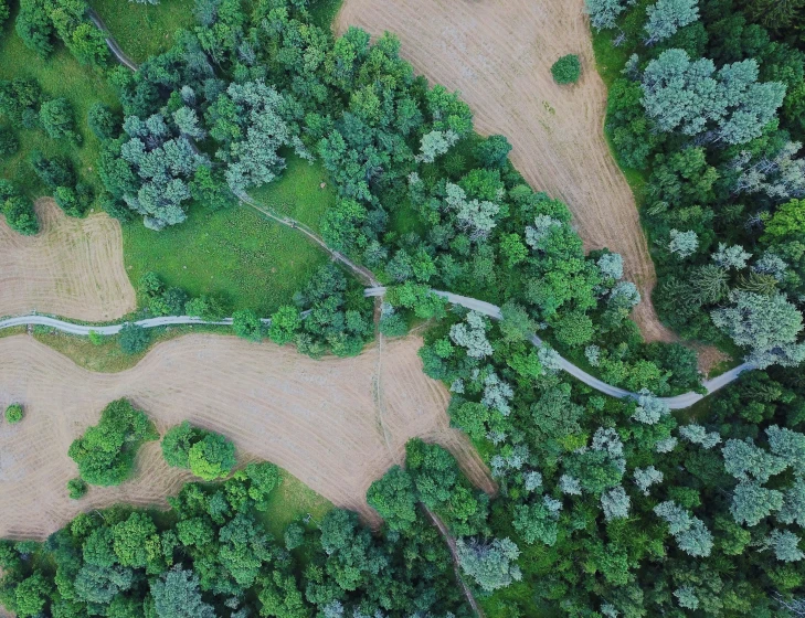 an overhead s of a road through a forest