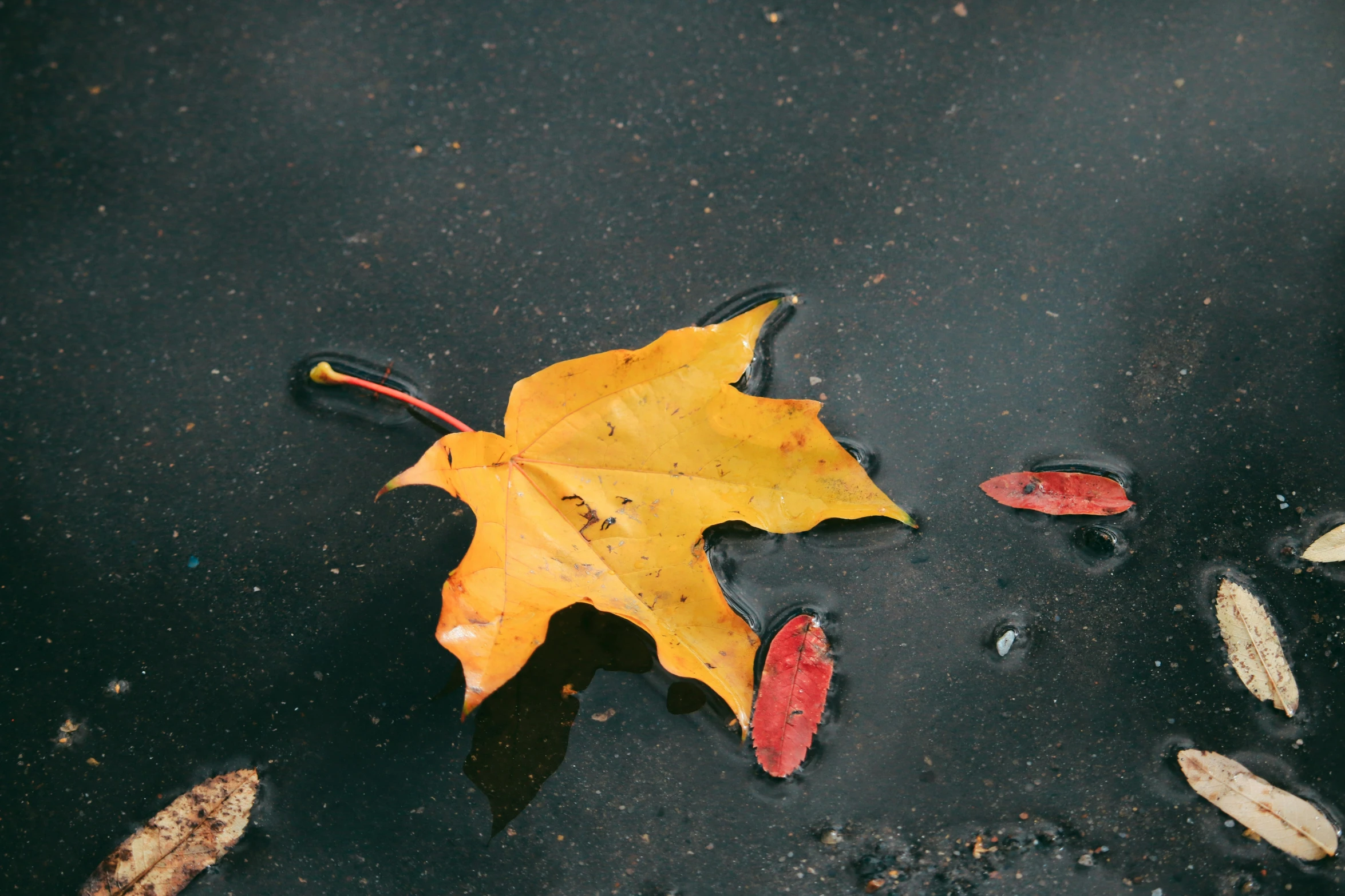 yellow autumn leaf laying on wet surface with water