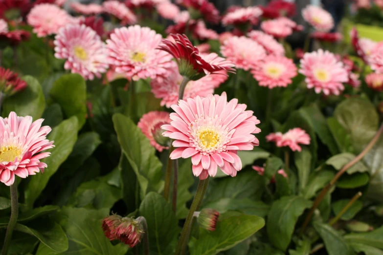 a large field of pretty pink flowers with leaves