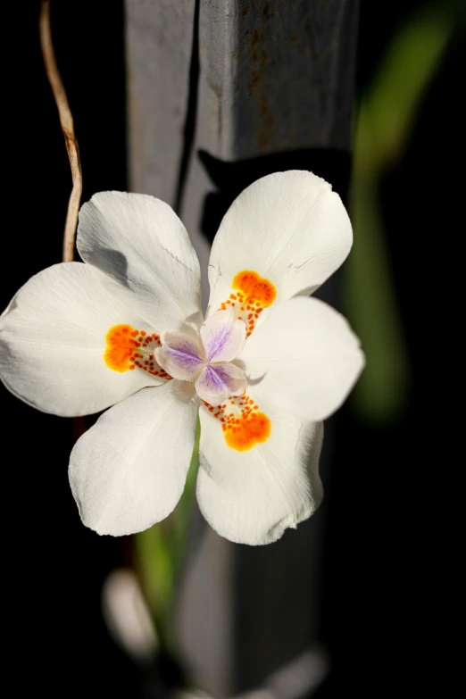 a white flower that has been placed on a pole