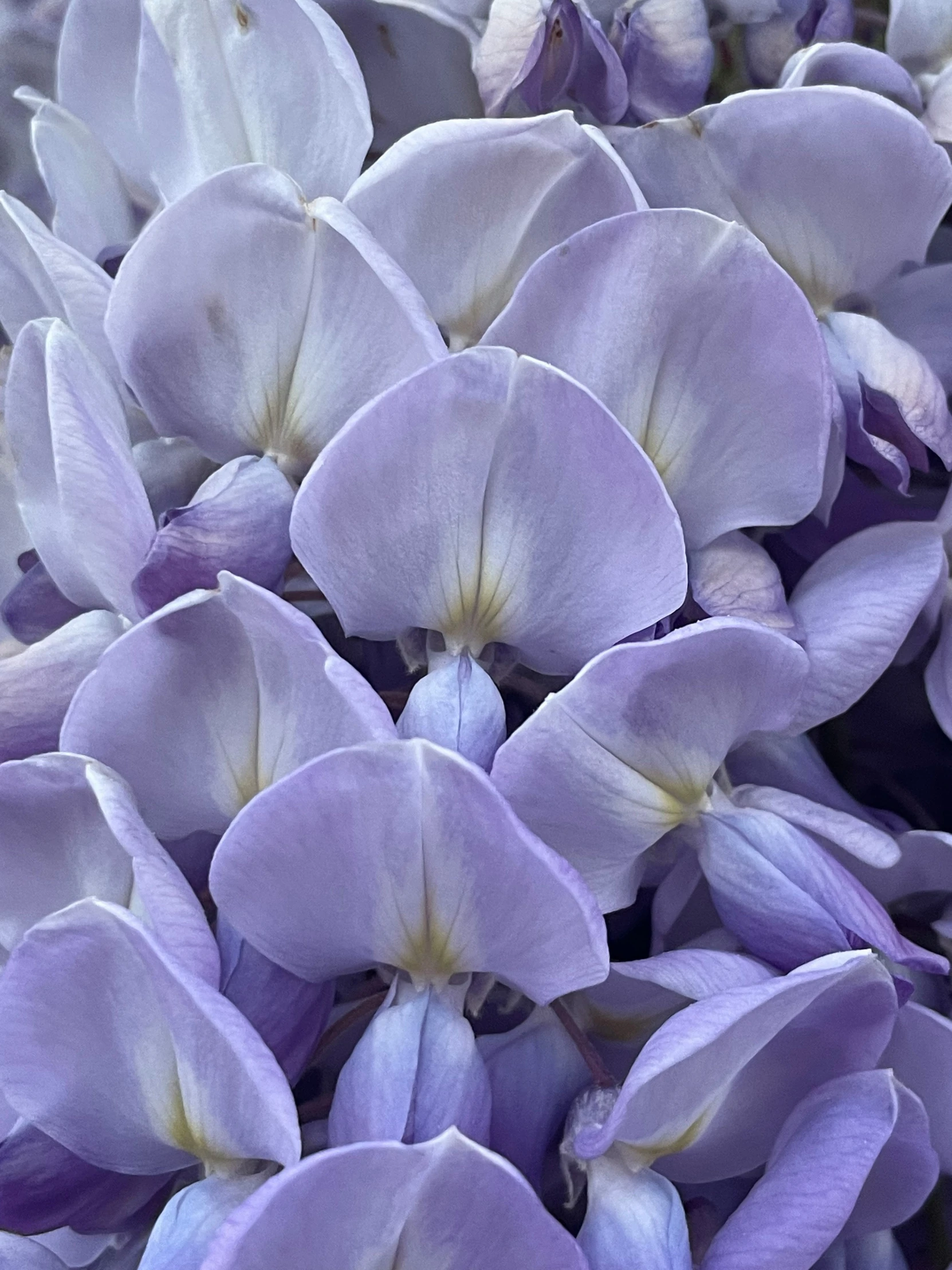 a bunch of purple flowers are shown in close up