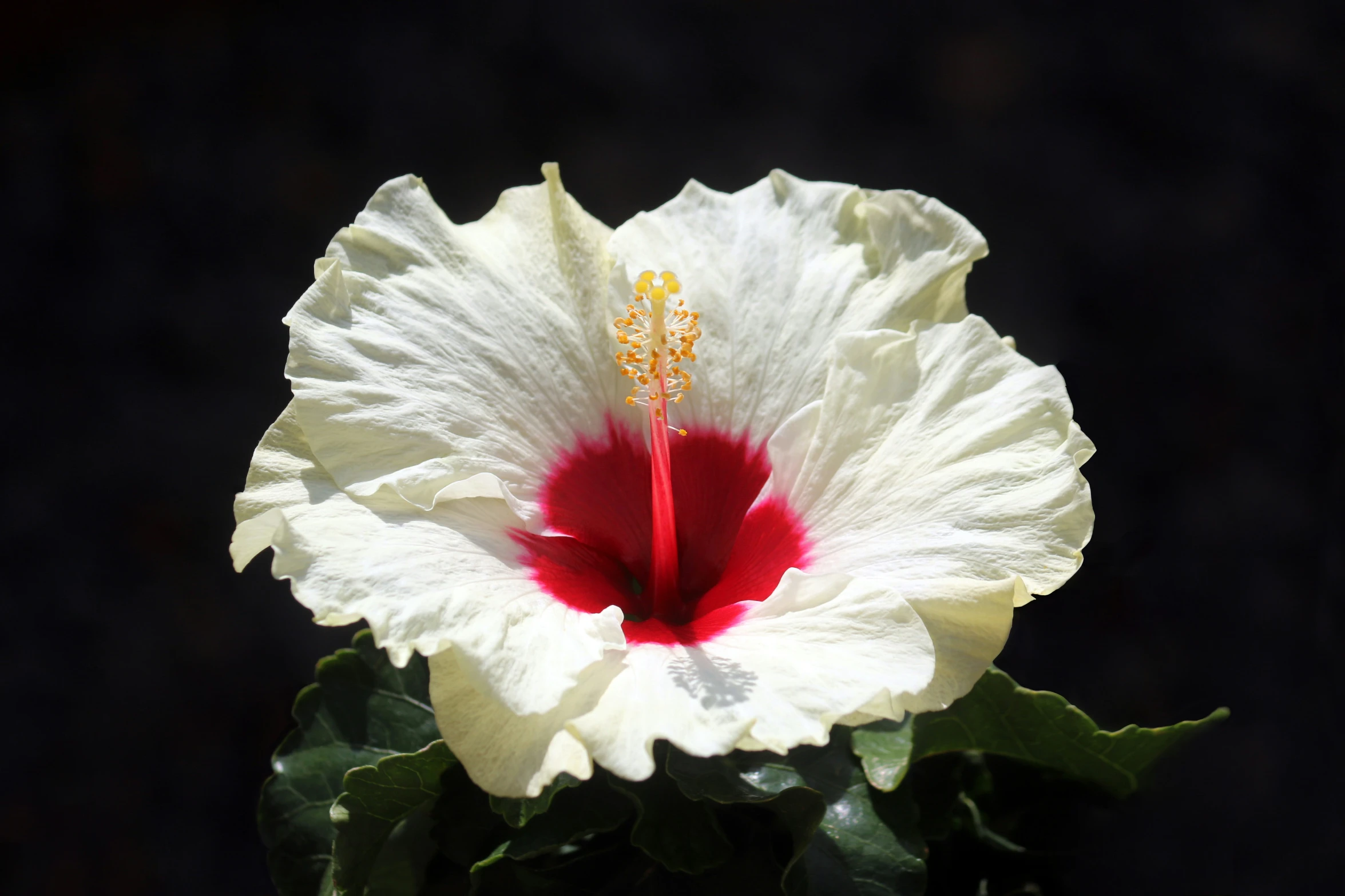 a white and red flower on a bush