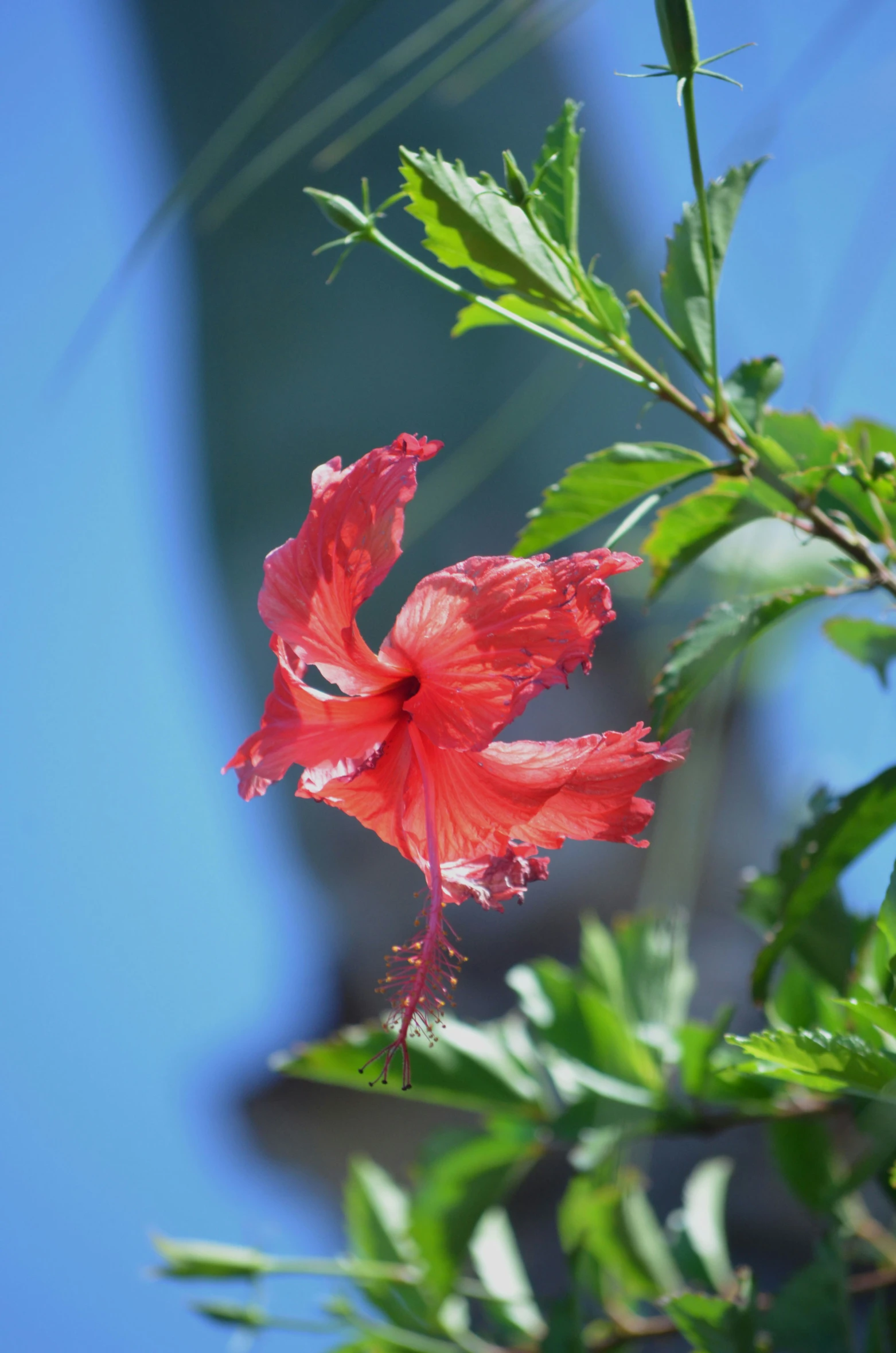 the bright red flowers are growing out of the trees